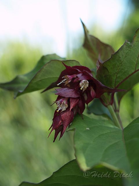 Leycesteria formosa1.JPG